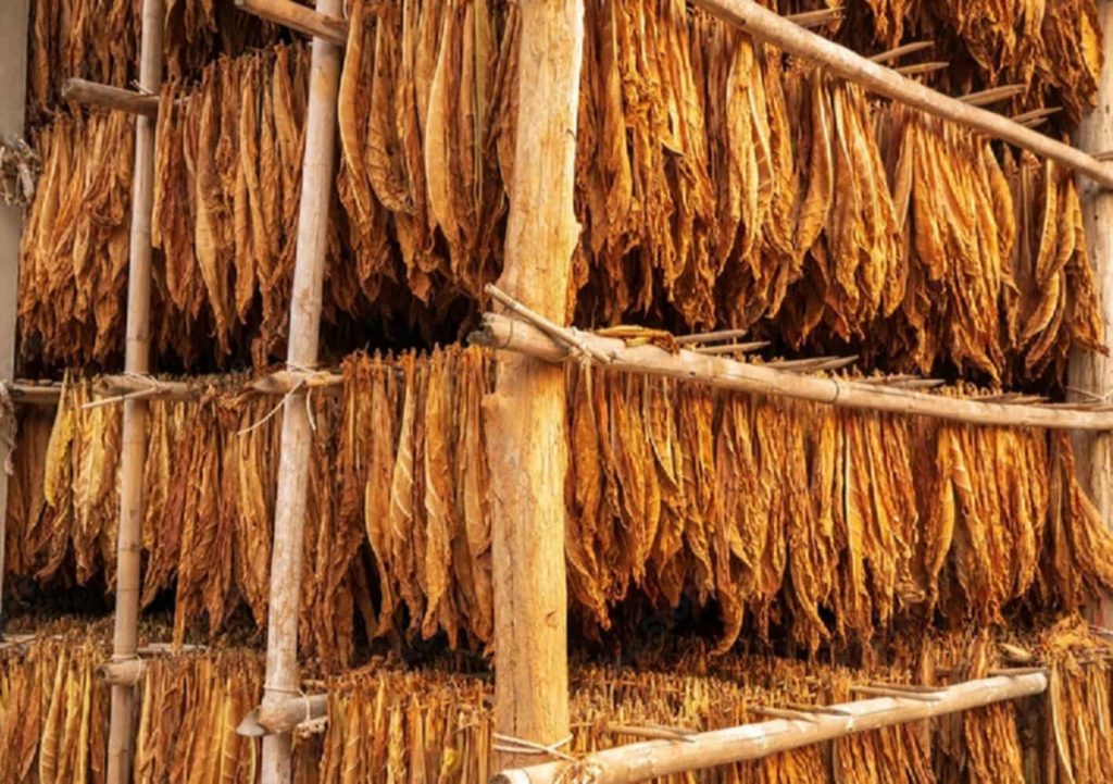 Air-cured Burley tobacco leaves, suspended in time within the rustic confines of barns