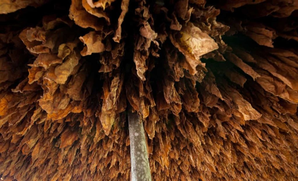 Flue-cured tobacco leaves in the curing process